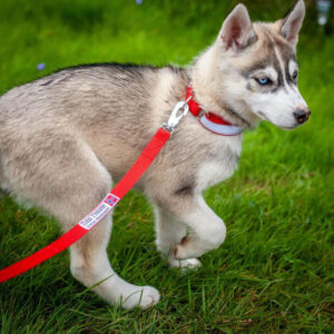 Regulerbart halsbånd 20 mm bredde