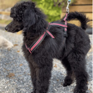 Valpesele Med Refleks