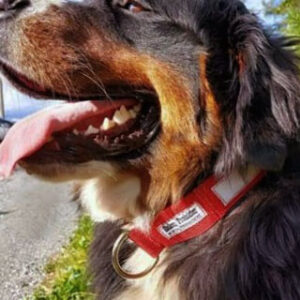 Halvstrup Polstret med flat refleks 40 mm bredde