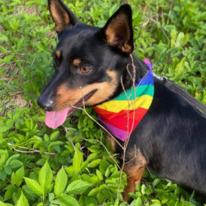 Regnbuefarget tørkle