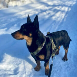 Kamuflasje Multisele