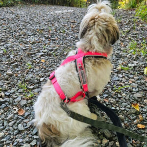 Multisele til små hunder med biserefleks