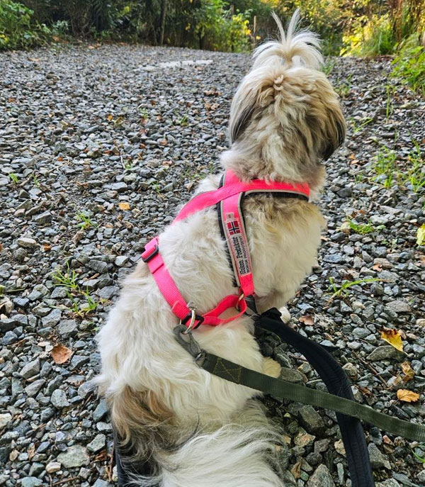 Multisele til små hunder med biserefleks 1 Multisele til små hunder med biserefleks