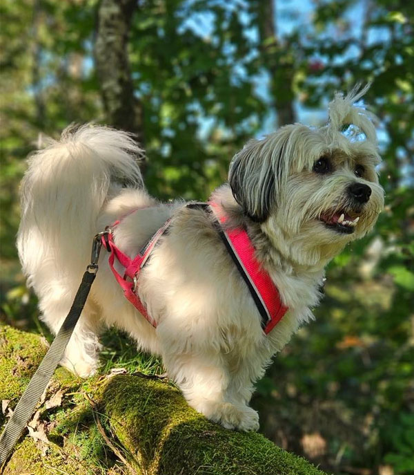 Multisele til små hunder med biserefleks 4 Multisele til små hunder med biserefleks - Bilde 4