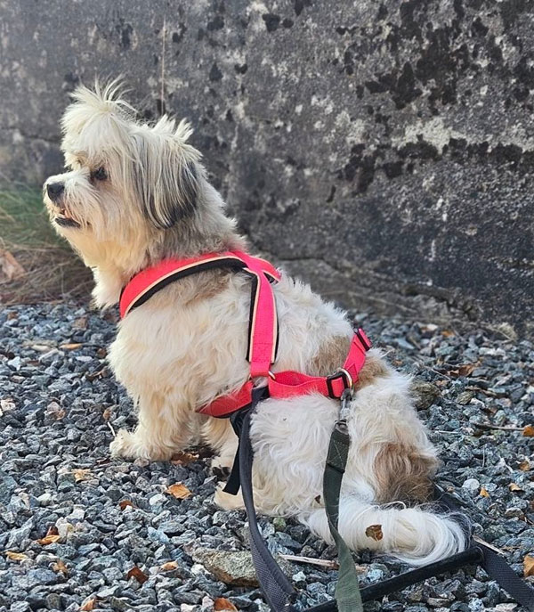 Multisele til små hunder med biserefleks 3 Multisele til små hunder med biserefleks - Bilde 3