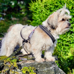 Multisele til små hunder i mykt bånd med innvevd refleks