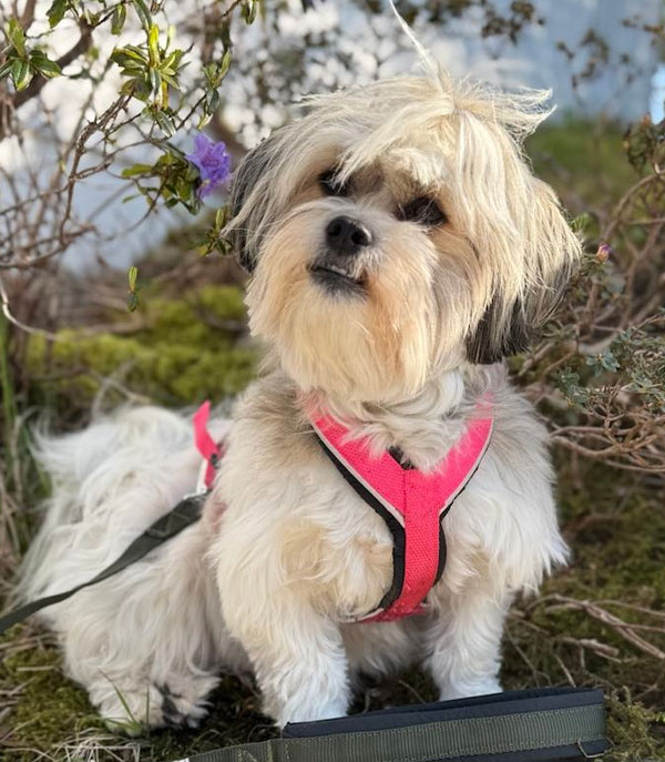 Multisele til små hunder med biserefleks 2 Multisele til små hunder med biserefleks - Bilde 2